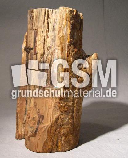 Holz_versteinert_1.jpg